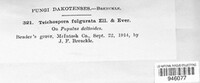 Cilioplea fulgurata image